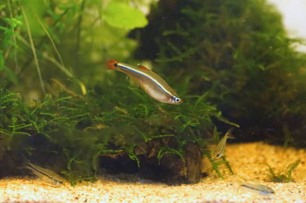 istock Akahire, a Japanese freshwater fish 1761071494