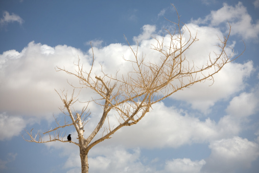 A dead tree stands on the top of Masada in Israel. The branches are surrounded by a cloudy summer sky.