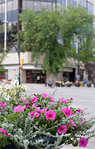 istock Flowers in Downtown Saskatoon 176107560