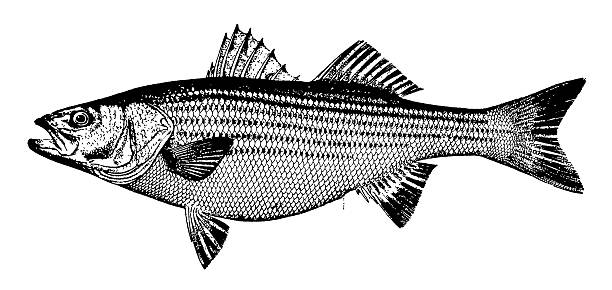 ilustrações, clipart, desenhos animados e ícones de bass/antigas ilustrações de animais - rockfish