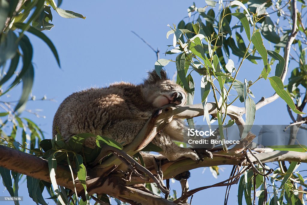 Zmęczony Koala - Zbiór zdjęć royalty-free (Bez ludzi)