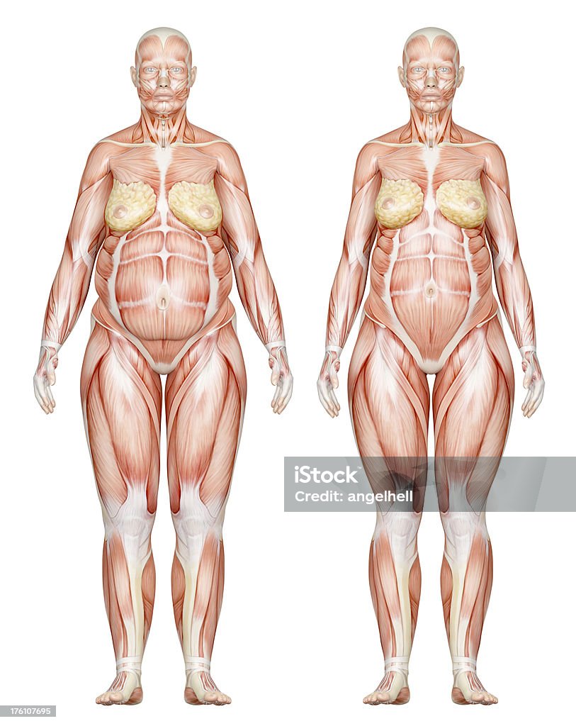 Dos tipos de cuerpos femenina sobrepeso, centrarnos en los músculos - Foto de stock de Anatomía libre de derechos