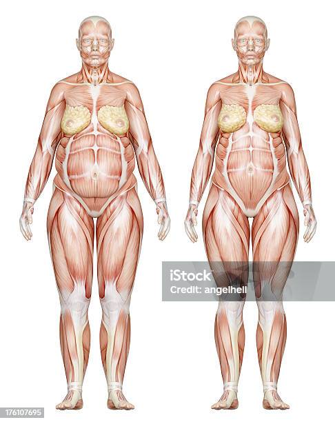 Dos Tipos De Cuerpos Femenina Sobrepeso Centrarnos En Los Músculos Foto de stock y más banco de imágenes de Anatomía