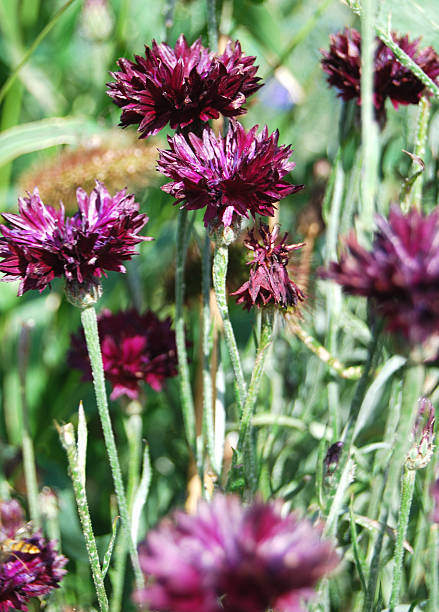 Purple cornflowers stock photo