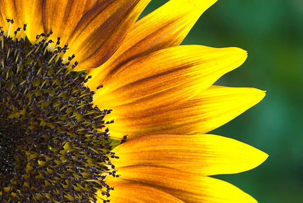 istock Ornamental sunflower - III 176108061