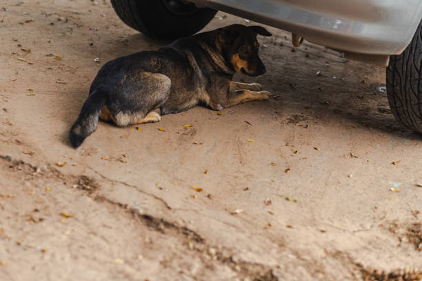 istock Stray dog resting under the car 1761082252
