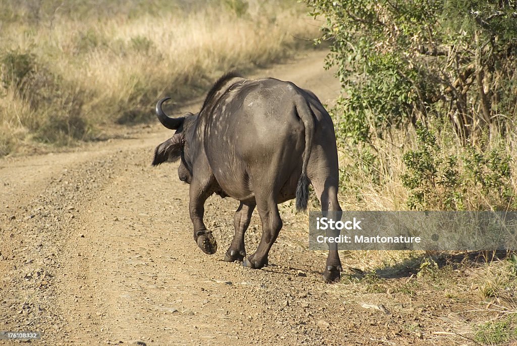 African Buffalo (Syncerus caffer) walking the Road "The African buffalo is one of the most successful grazers in Africa. It lives in swamps, floodplains as well as  grasslands and forests of the major mountains of Africa. Buffalo can be found from the highest mountains to sea level areas, and prefer habitat with dense cover such as reeds and thickets. Herds have also been found in open woodland and grassland. While not particularly demanding with regard to habitat, they require water daily and therefore depend on perennial sources of water (source Wikipedia).This Picture is taken during a Game Drive in The Hluhluwe Umfalozi National Park.Related images:" African Buffalo Stock Photo