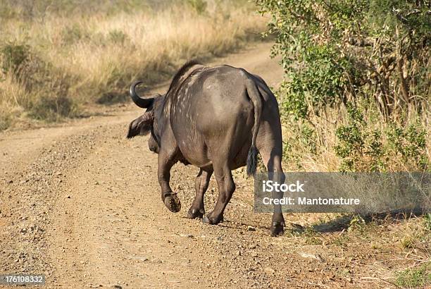 African Buffalo Walking The Road Stock Photo - Download Image Now - African Buffalo, Animal, Animal Hair
