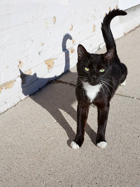 istock Black Cat Crossed My Path; Tuxedo Kitten, Shadow, Bad Luck 176108354