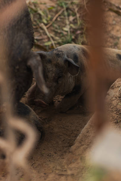 istock Close up household black pig 1761083974