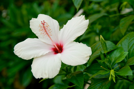 White hibiscus flower with green leaves during the summer