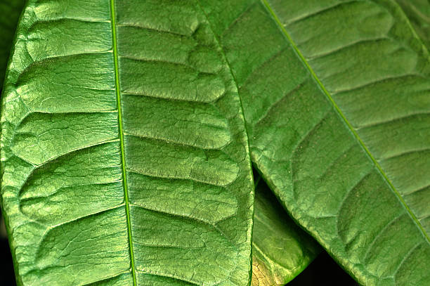 グリーン leafes - leafes plant nature new life ストックフォトと画像