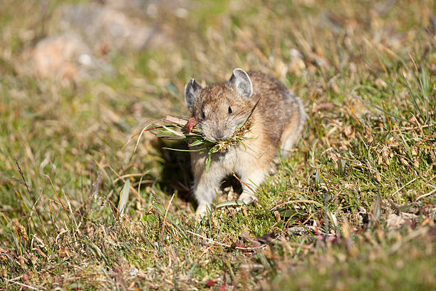 american ochotone collecte alimentaire dans le parc national de rocky mountain - ochotone photos et images de collection