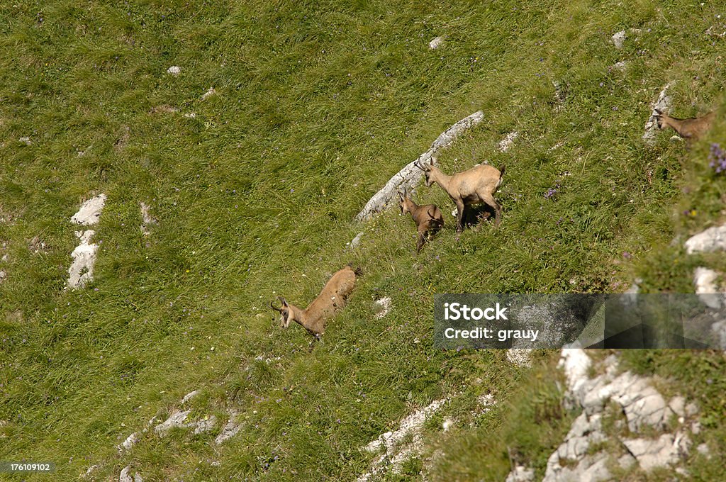 Chamois (buff or goat-antelope) Chamois (buff or goat-antelope) photographed in swiss alp (Dent de Lyss - fribourg)See also the following collection of pictures / panoramas of Swiss Alp: Animal Stock Photo