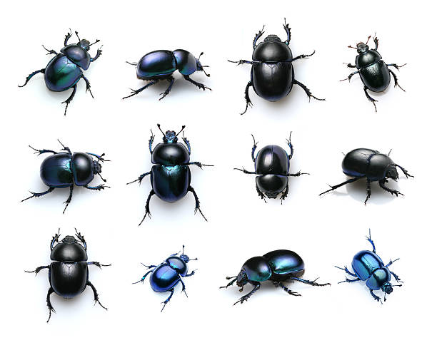 beetles Trypocopris vernalis, Poland, Krynica Morska long horn beetle stock pictures, royalty-free photos & images