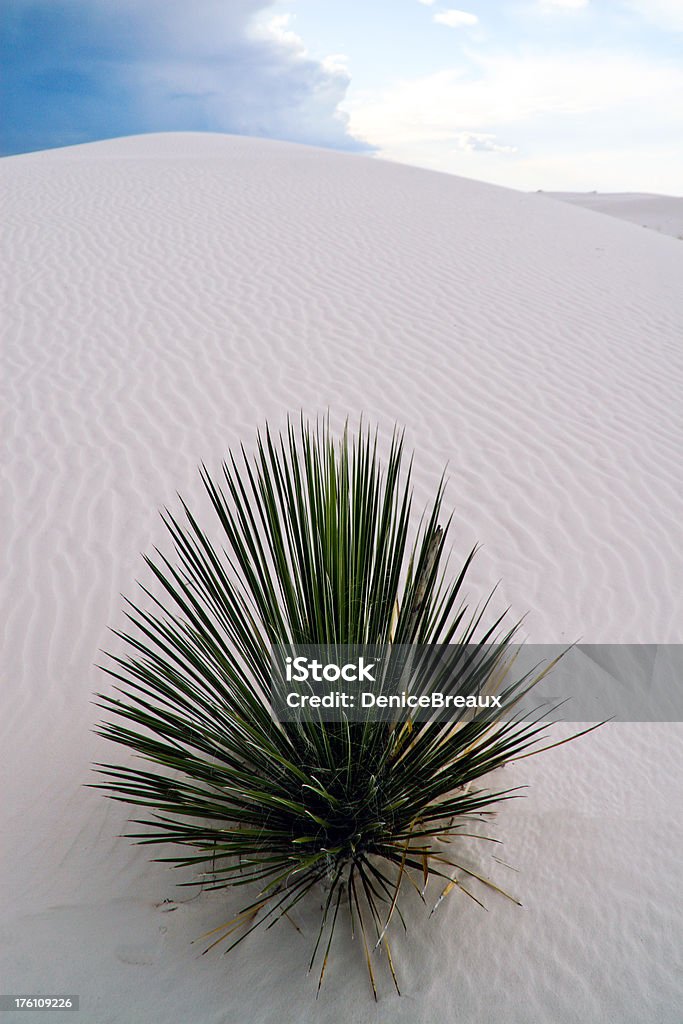 White Sands Yucca lone yucca plant at White Sands National Monument Nature Stock Photo