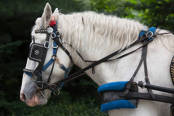 istock White horse with blinders in profile 176109230