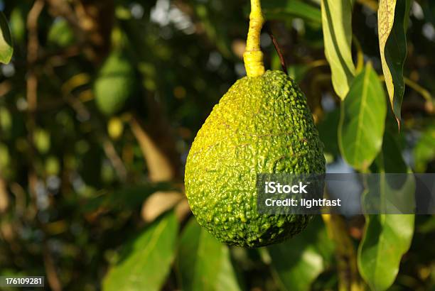 Авокадо Готовы Быть Выбраны — стоковые фотографии и другие картинки Авокадо - Авокадо, Без людей, Выращиваемый