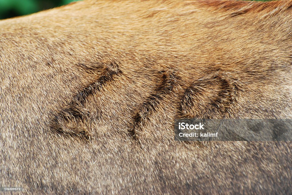 Bovin Mark - Photo de Marquer au fer libre de droits