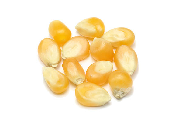 istock close up of corn isolated on white 176109611