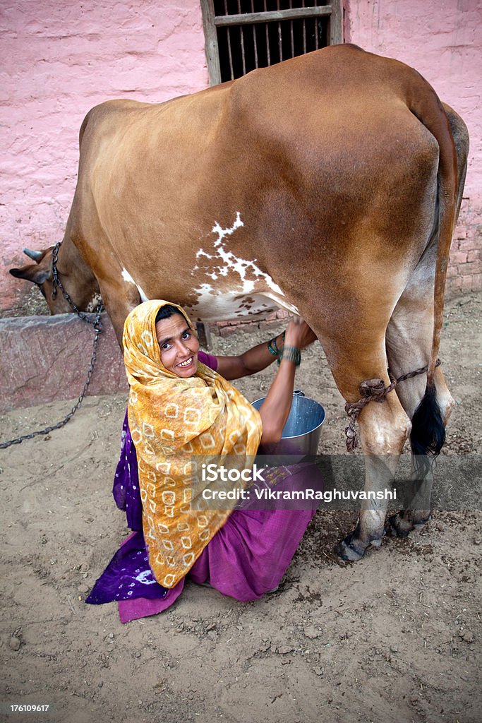 Un joyeux indiens ruraux femme Traire Vache vie plan Vertical - Photo de Bovin domestique libre de droits