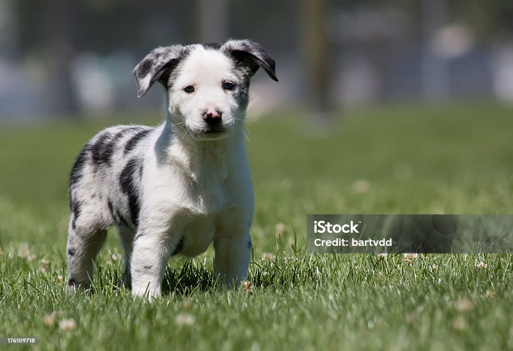 Adorável cachorrinho close-up - Royalty-free Animal Foto de stock