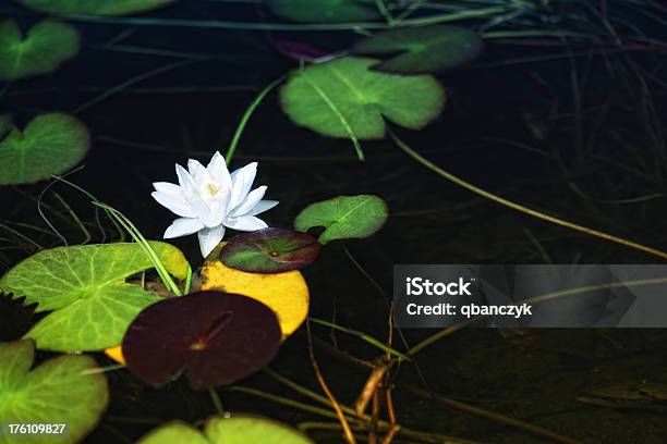 Water Lily Stock Photo - Download Image Now - Botany, Environment, Flower
