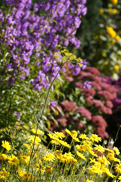 istock Dyer camomile in the garden 176109862