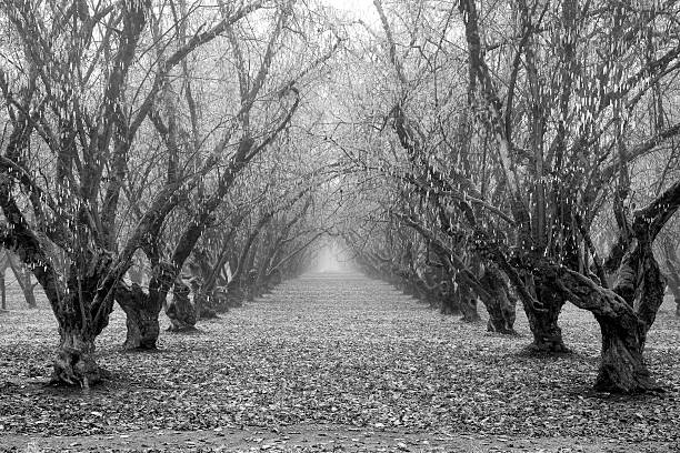 istock Rows of trees surrounded by fallen leaves in late Autumn 176109907
