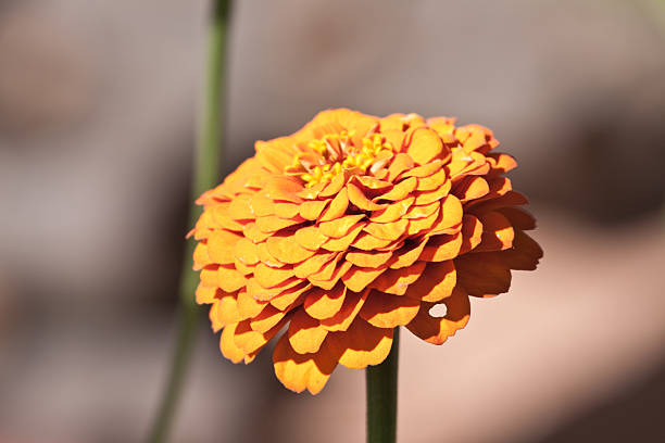 istock Orange french marigold 176110039