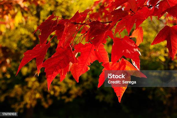Осенние Листья — стоковые фотографии и другие картинки Без людей - Без людей, Ветвь - часть растения, Высокий контраст