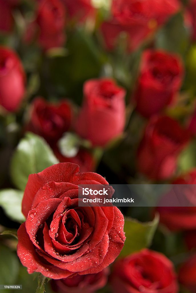 Frische rote Rosen Hintergrund für Valentinstag ein - Lizenzfrei Ansicht aus erhöhter Perspektive Stock-Foto