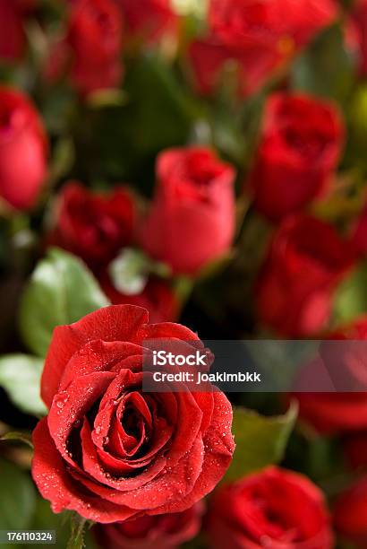 Frische Rote Rosen Hintergrund Für Valentinstag Ein Stockfoto und mehr Bilder von Ansicht aus erhöhter Perspektive
