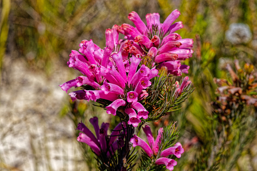 Close-up of a red Trembling Heath Erica flowering plant in the remote Langkloof Valley in the Langeberg mountains, Little Karoo, Western Cape, South Africa