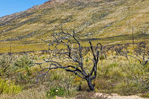 Dead protea bush after devastating veldt fire in the Langkloof Valley in the Langeberg Mountains in the Little Karoo, Western Cape, South Africa