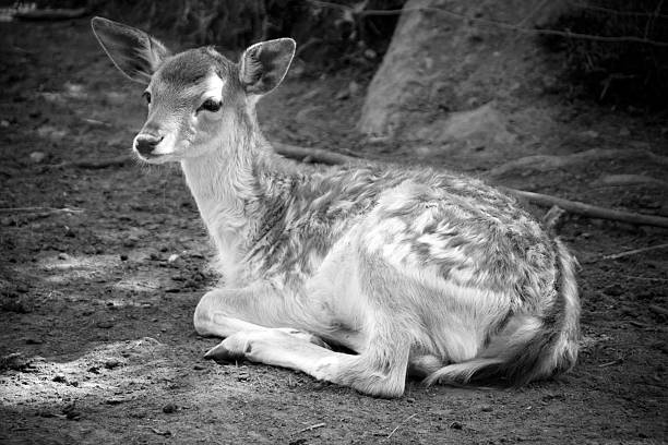 istock Black and white fawn 176110773