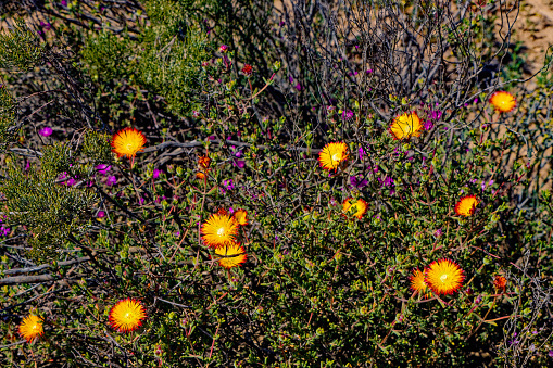 Green succulent sunshine vygie shrub with bright yellow and red flowers endemic to the Little Karoo in the Western Cape, South Africa