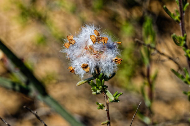 Hairy seed pod on green succulent bush in the Little Karoo near the Langeberg mountains in the Western Cape, South Africa