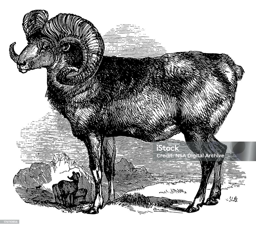 Argali Wild Animal mouton vieilli d'Illustrations - Illustration de Mouflon des Rocheuses libre de droits