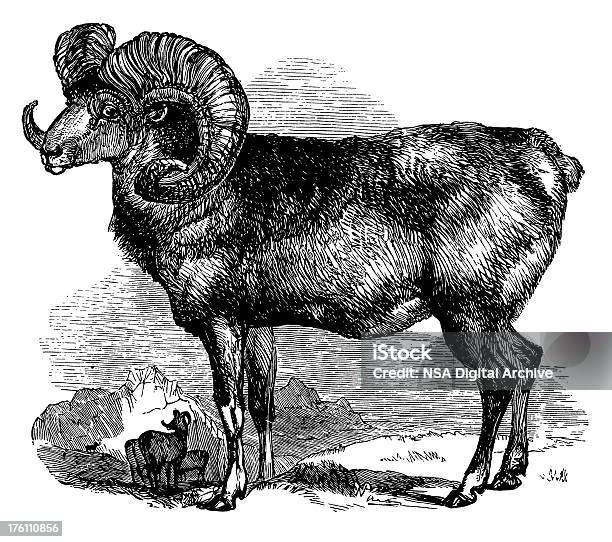 Argali Wild Animal Mouton Vieilli Dillustrations Vecteurs libres de droits et plus d'images vectorielles de Mouflon des Rocheuses - Mouflon des Rocheuses, Illustration, Animaux à l'état sauvage