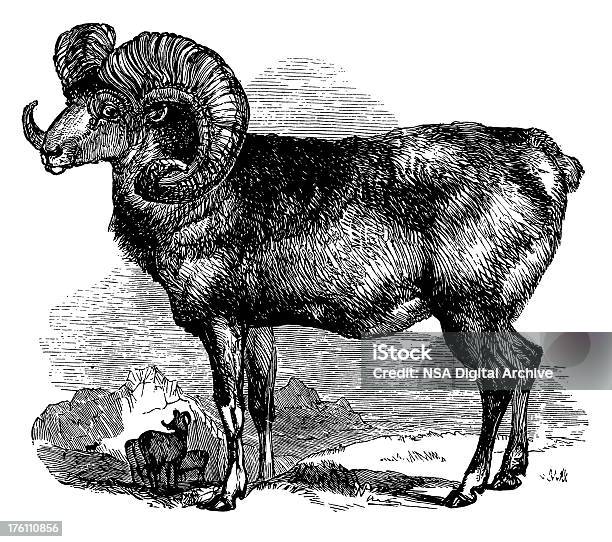 Muflon Wild Owiec Antykami Ilustracje Zwierząt - Stockowe grafiki wektorowe i więcej obrazów Owca kanadyjska - Owca kanadyjska, Ilustracja, Antyczny