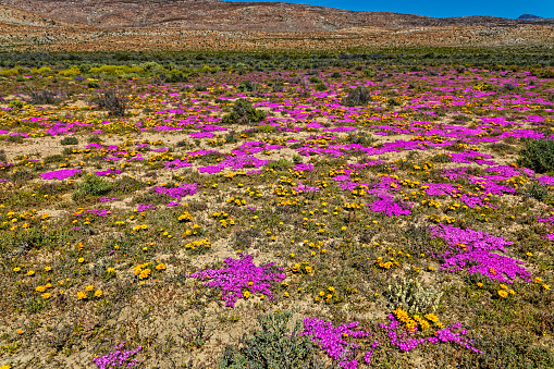 Landscape of purple and yellow flowers in the Little Karoo near the Langeberg mountains in the Western Cape, South Africa