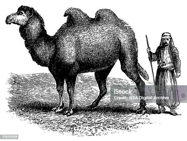 Baktrian Antykami Ilustracje Zwierząt - Stockowe grafiki wektorowe i więcej obrazów Grawerunek - Grawerunek, Sztych, Wielbłąd