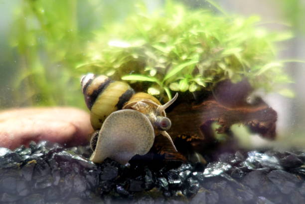 istock Japanese freshwater snail, Himetanishi 1761110694