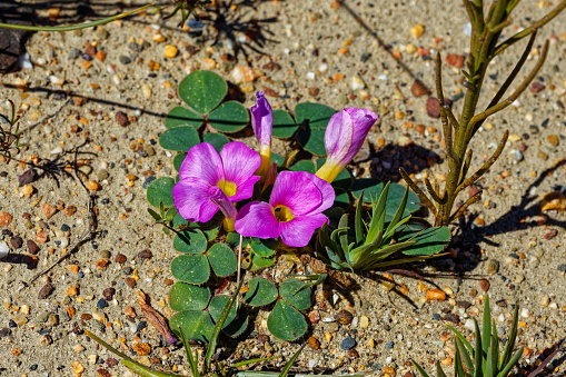 Pretty purple and yellow flowers with open and unopened buds in the Langkloof valley  near the Langeberg mountains in the Western Cape, South Africa