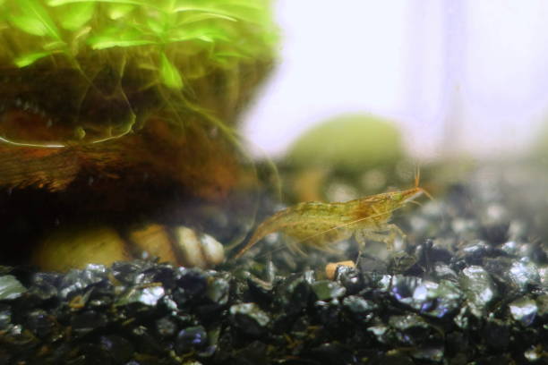 istock Minami Numa Shrimp 1761112376
