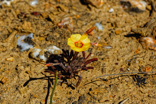 Pretty yellow and red Oxalis plant that flowers in the winter in the Little Karoo near the Langeberg mountains in the Western Cape, South Africa