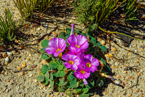 Vivid purple and yellow oxalis flowers in the Langkloof valley through the Langeberg mountains in the Little Karoo, Western Cape, South Africa