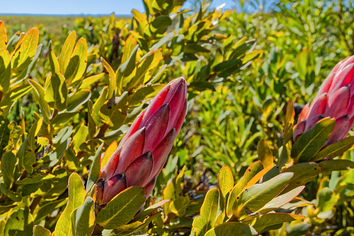 Red protea flower bud about to open in the remote Langkloof Valley in the Langeberg mountains, Little Karoo, Western Cape, South Africa