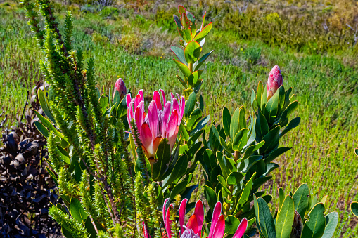Red Strap-leaf sugarbush protea flowering in the remote Langkloof Valley in the Langeberg mountains, Little Karoo, Western Cape, South Africa